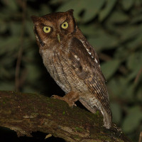 Tropical Screech-Owl